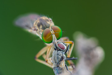 Lovely Robber flies (Asilidae) eating insect nature marco photography