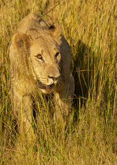 Young Lions walking in the savanna