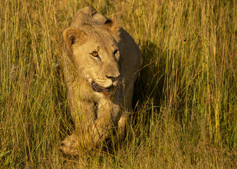 Young Lions walking in the savanna