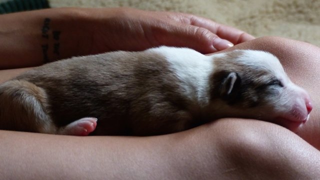 Puppy Sleeping On Lap