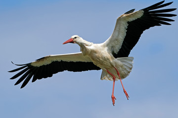 White stork (Ciconia ciconia)