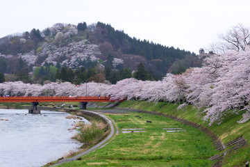 桧木内川堤の桜並木／秋田県仙北市