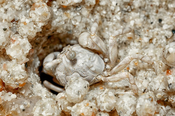 A tiny crab in the sand by the sea.