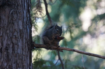 ウィスラーのワイルドライフ