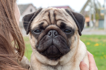 portrait of a young wrinkled thoroughbred pug on the street. pet head
