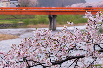 桧木内川堤の桜並木／秋田県仙北市