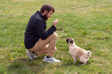 funny pug dog takes a treat for good behavior from the owner hand.