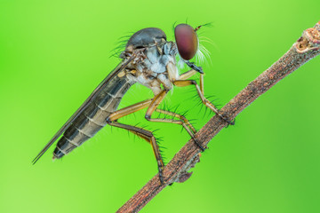 Lovely Robber flies (Asilidae)  - nature marco photography