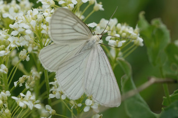 Nahansicht eines Schmetterlings - Baumweißling