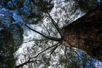 australia rainforest big trees green