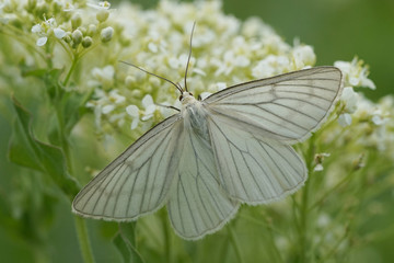 Nahansicht eines Schmetterlings - Baumweißling