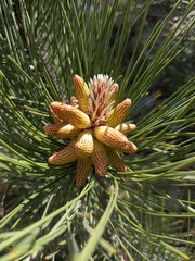 close up of a pine cone