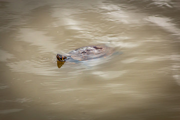 turtle in the water II