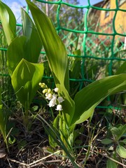 Lily of the valley in the garden