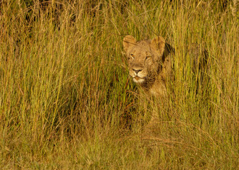 Young Lions walking in the savanna