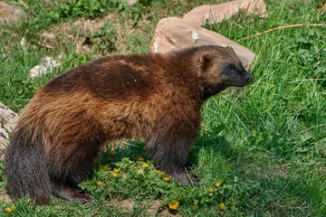 Wolverine (Gulo gulo)