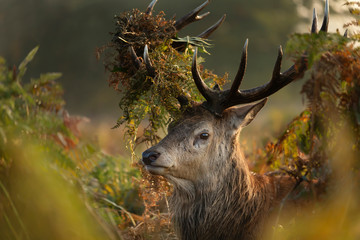 Close-up of a red deer stag with grass on antlers