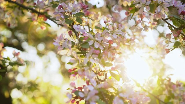 Flowering amazing cherry tree garden in spring season. Slow motion panorama on flowering thin branches waving in gentle wind under bright back sunlight 