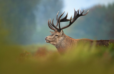 Close-up of red deer stag in autumn