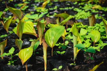 Black galingale that has just been watered for growth.