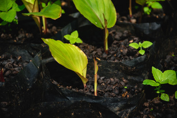 Black galingale that has just been watered for growth.