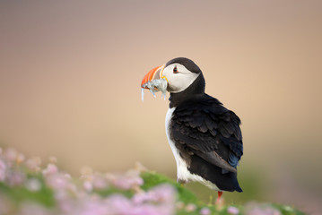 Atlantic puffin with the beak full of sand eels