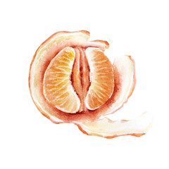 Watercolor illustration of Fruits, twigs and slices of tangerine