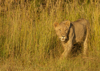 Young Lions walking in the savanna