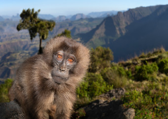 Close up of a female Gelada monkey sitting on a rock