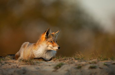 Red Fox lying on sand at sunset