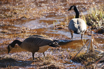 ウィスラーの日常