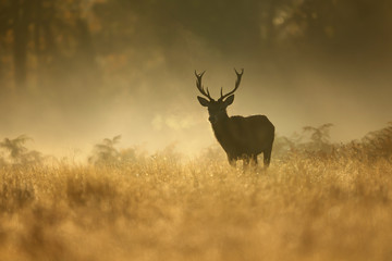 Naklejka na ściany i meble Red Deer stag on a misty morning at sunrise
