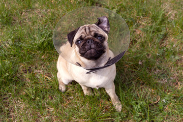 Pug dog while wearing Elizabethan collar in the shape of a cone for protection .