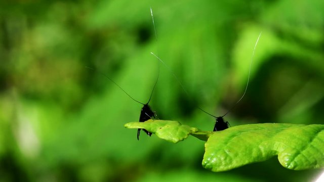 Green Longhorn Moth in dence of Love. They Latin name are Adela reaumurella.