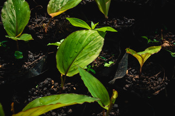 Black galingale that has just been watered for growth.