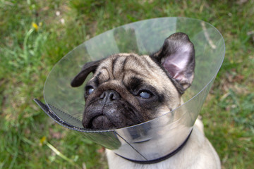 Pug dog while wearing Elizabethan collar in the shape of a cone for protection .