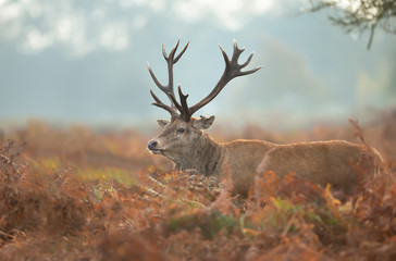 Close-up of an injured red deer stag on a misty morning