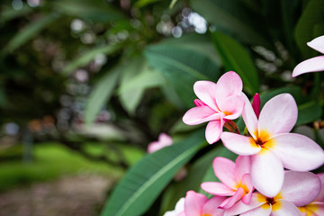 The Pink frangipani with leaves background.