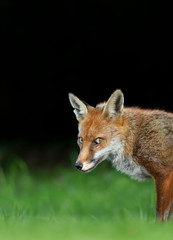 Red fox against dark background