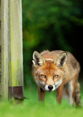Red fox against dark background