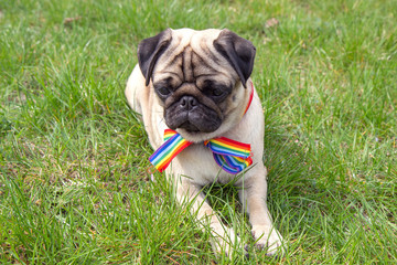 dog on the street with rainbow flag