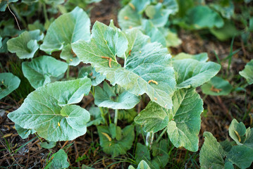 young burdock leaves in the field