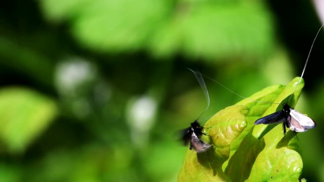 Green Longhorn Moth in dence of Love. They Latin name are Adela reaumurella.