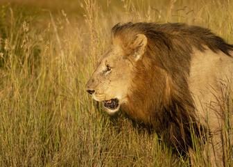 Fototapeta premium Male Lion with his big mane in the African Savanna