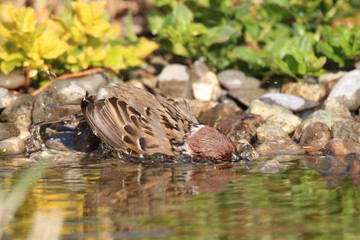 The male sparrow refreshes itself in the water by the stone shore