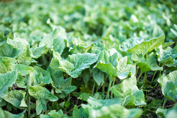Glade of young burdock in the field