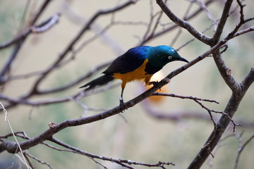 wild blue birdis sitting on a branch