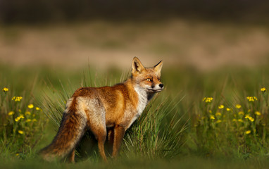 Close up of a red fox standing in the meadow