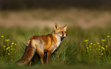 Naklejka na ściany i meble Close up of a red fox standing in the meadow