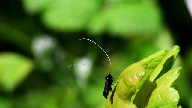Green Longhorn Moth in dence of Love. They Latin name are Adela reaumurella.